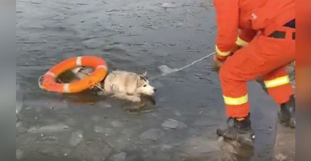 Los bomberos se esfuerzan para rescatar a un perrito que cayó en un lago congelado