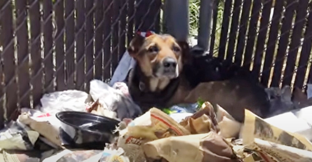 Devastado y solitario perrito se resistía a moverse tras ser abandonado sobre una pila de basura