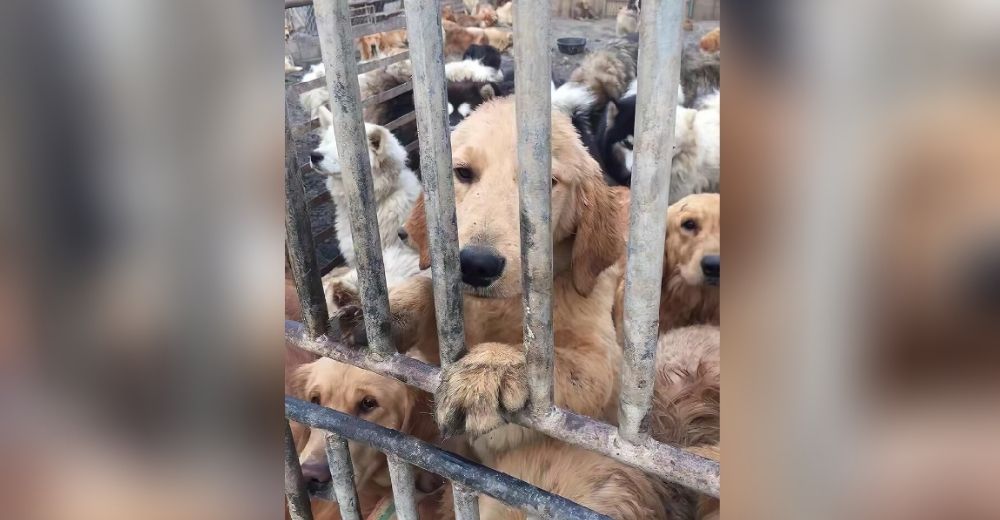 Rescatan milagrosamente a 60 perritos del comercio de carne pero necesitan ayuda