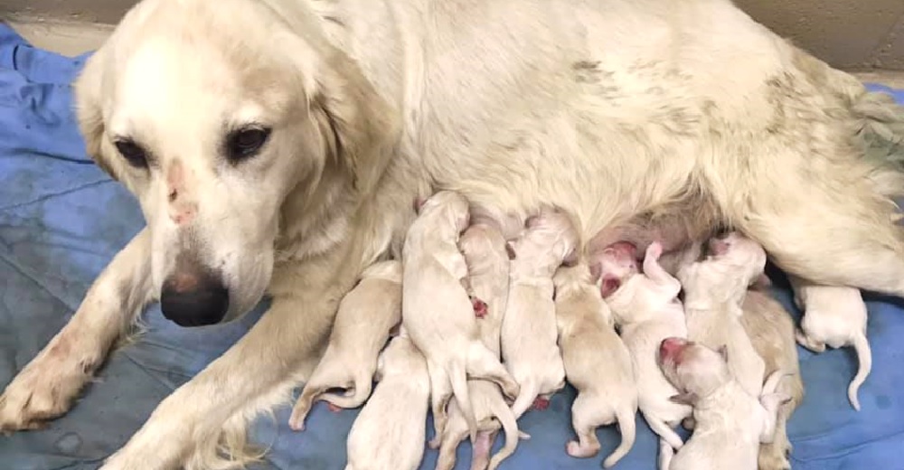 Policías encuentran sin querer una “fábrica” de cachorros traumatizados que suplicaban ayuda