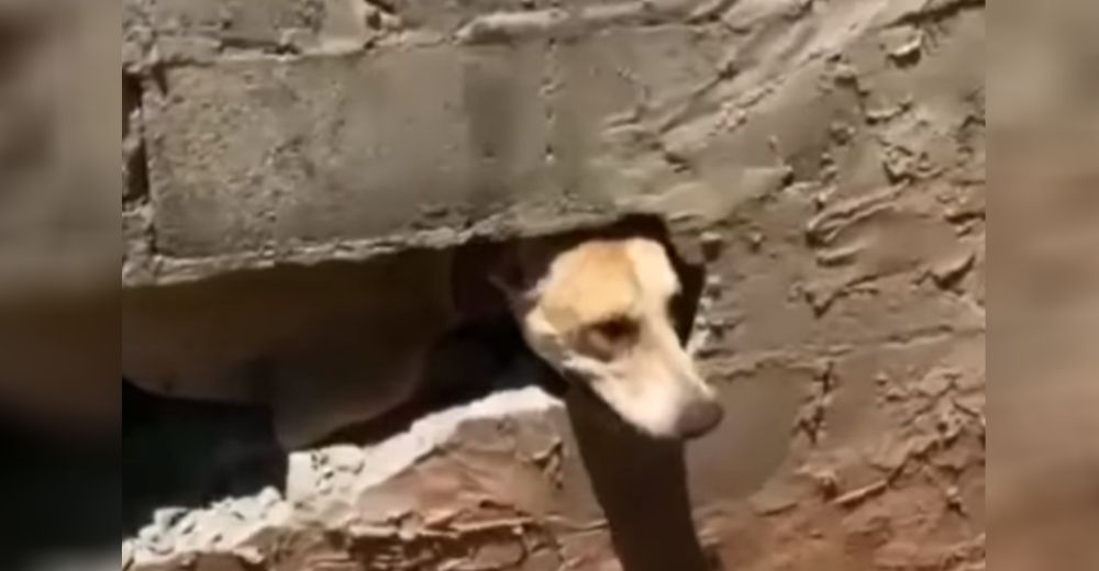 Los vecinos llaman a los bomberos tras escuchar el llanto desesperado de un perro dentro de una pared