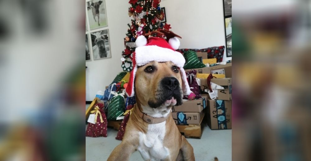 Perritos rescatados de las vías del metro serán los ayudantes oficiales de los Reyes Magos