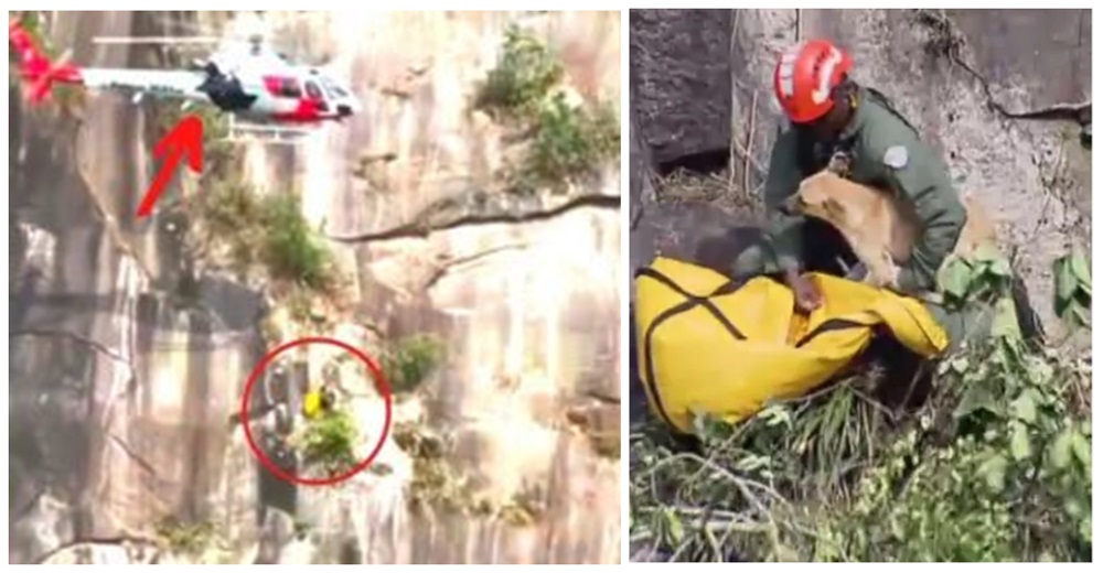 Reconocen a su perro extraviado en el video video viral de su impactante rescate en helicóptero