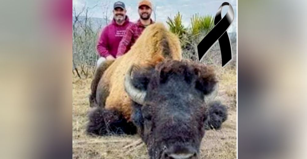 Bisontes aparecen después de 100 años y ellos posaron orgullosos con su cadáver como trofeo