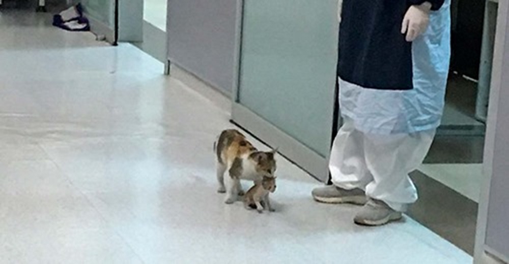 Una gata sin hogar entra a un hospital pidiendo ayuda desesperada para su bebé