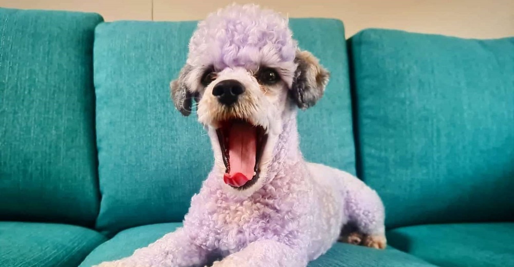 Deja a su perrito con el pelaje de color morado y no encuentra forma de retirar la pigmentación