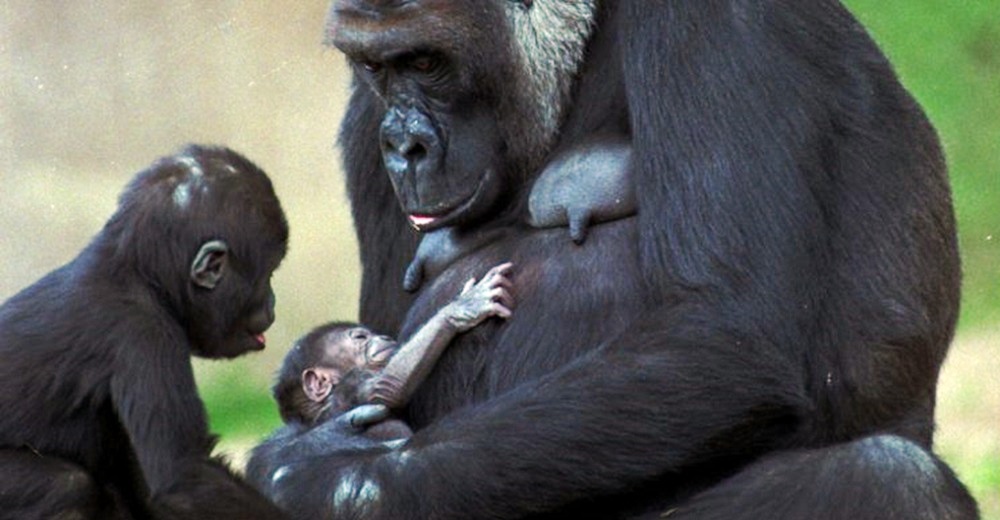 Confirman el primer caso oficial de varios gorilas contagiados de Covid por transmisión natural