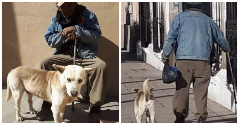 Captan al perro que sigue esperando a su mejor amigo para su paseo diario, pero él no saldrá más