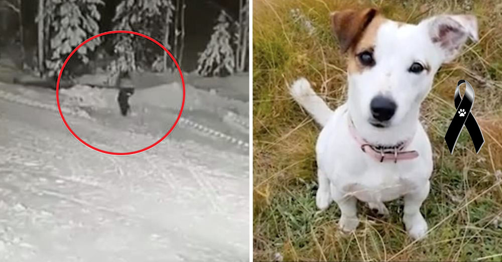 Un valiente perro sacrifica su vida para salvar a un niño de 10 años del feroz ataque de un lobo