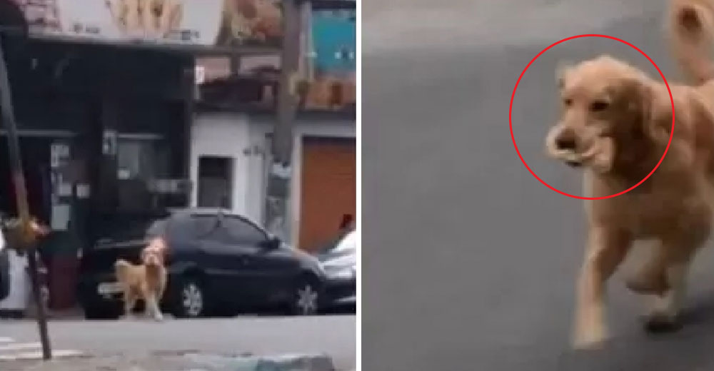 Graban a un perro por las calles suplicando algo de comida para llevar a su casa