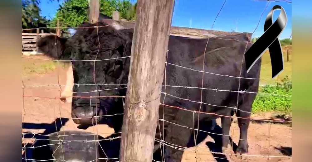 Ofrecen 5 mil dólares de recompensa por la captura de quien mató al toro de una familia