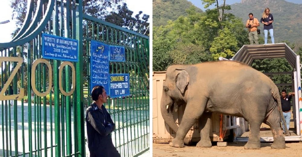 Cierran por fin el zoo causante del sufrimiento de Kaavan, el elefante más solitario del mundo