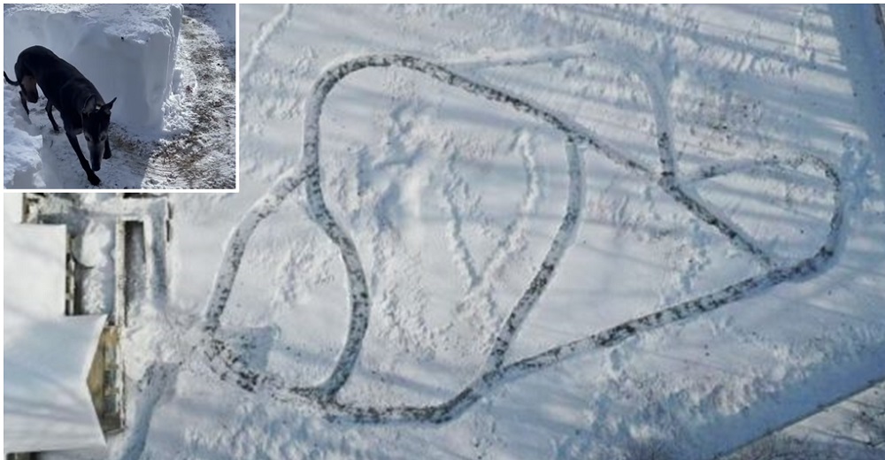 En lugar de quitar la nieve construye un gran laberinto para divertir a sus 21 perros rescatados