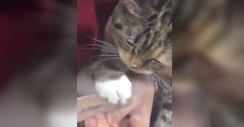 Señalan a la dueña del gatito que es usado como manicurista para tener más clientes