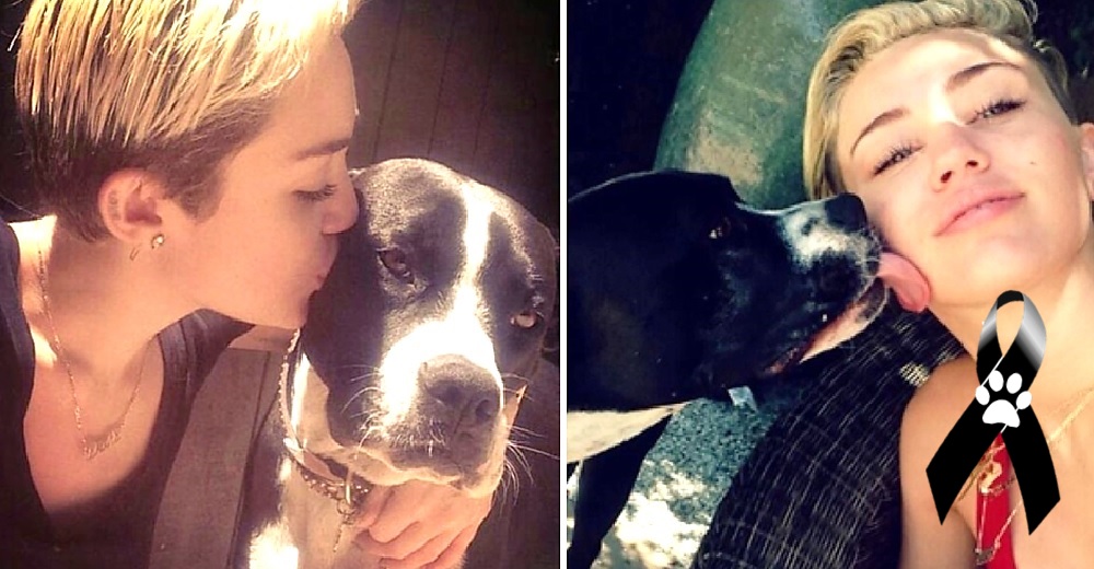 Miley Cyrus le dice adiós a su perrita con una canción que hace llorar a sus seguidores