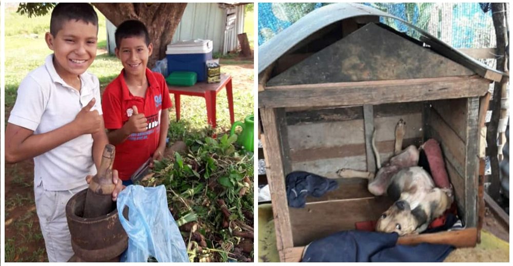 Dos niños trabajan arduamente y piden ayuda para salvar a su perrita arrollada por un desalmado