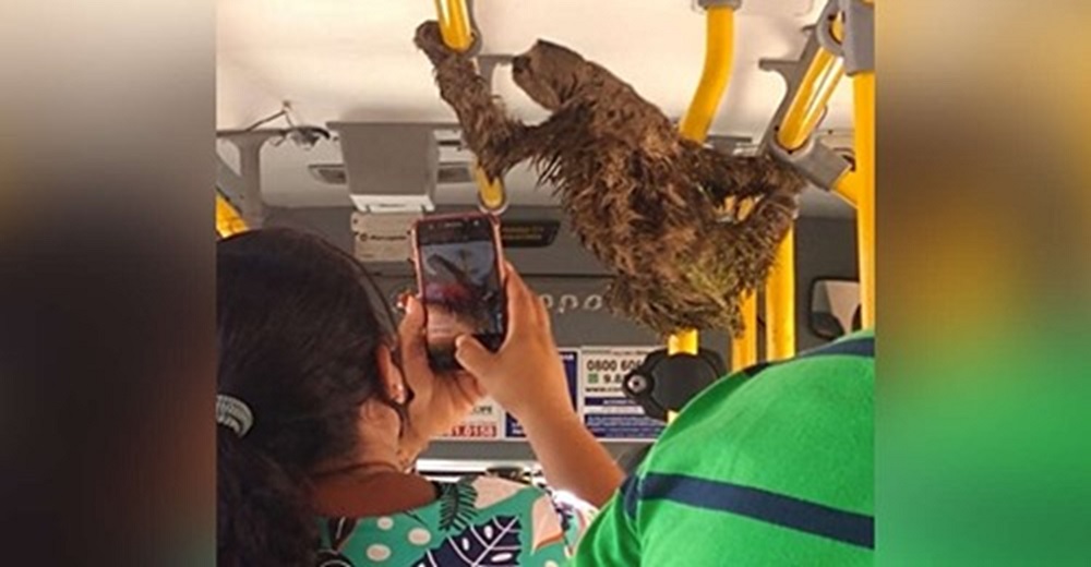 Criatura salvaje que peligraba su vida conmueve a un conductor de autobús que luchó por salvarlo