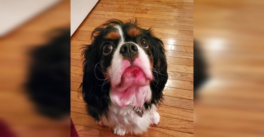 Se asustan al ver a su perrito con sus patas y su rostro color rosa – «El daño ya estaba hecho»