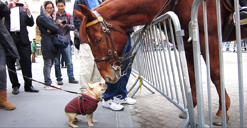 Una pequeña perrita bulldog francés conoce en la calle a un caballo policía y se hace viral