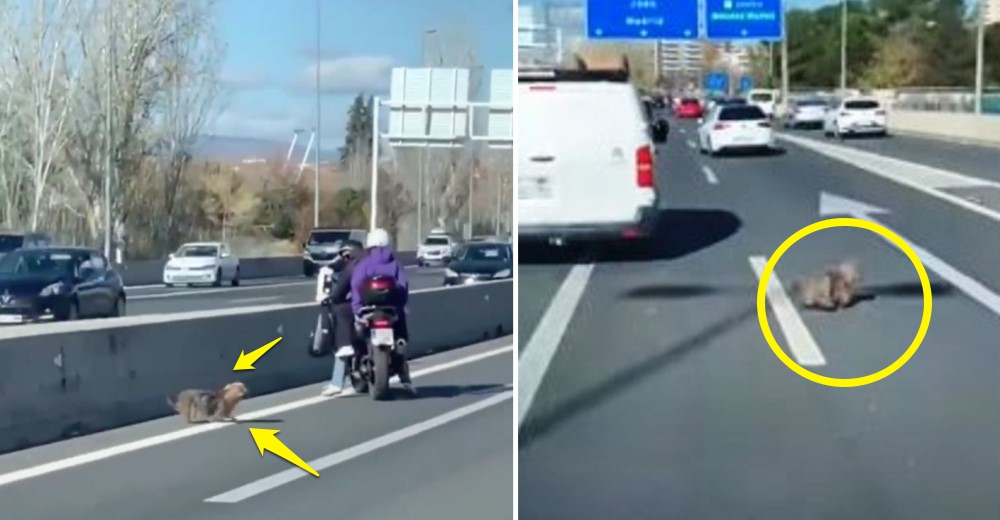 Conductores provocan un caos vehicular por salvar a un cachorrito aterrado en la autopista