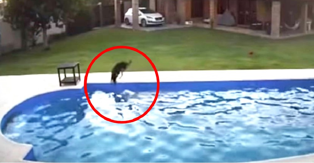 Una perrita de 14 años se lanza a la piscina para salvar a otra que estaba a punto de ahogarse