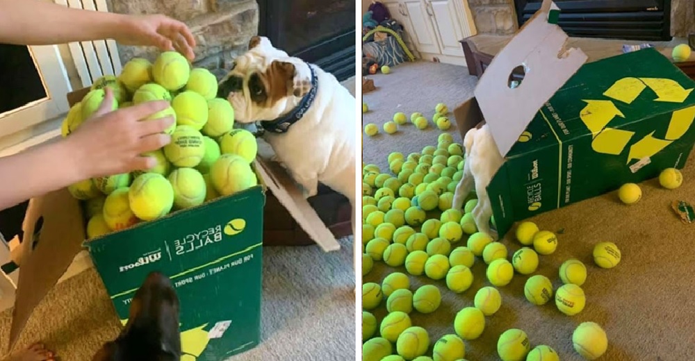 Su perrita la deja desconcertada con su reacción al recibir una caja de 350 pelotas de tenis