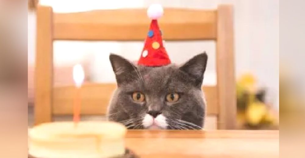 Le celebran el cumpleaños al gatito mimado de la familia y 15 personas terminan con Covid-19