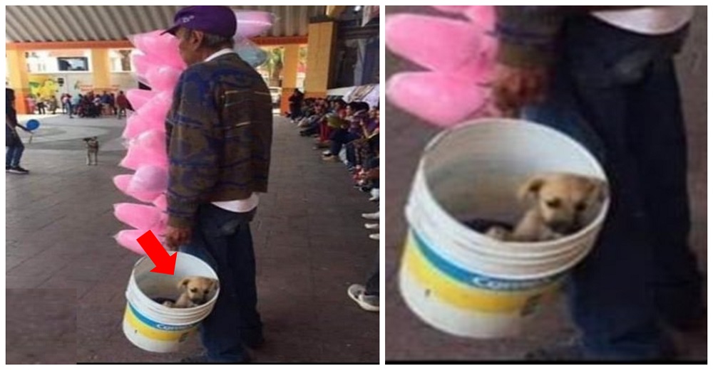 Perrito viaja en un cubo acompañando cada día a su dueño anciano a vender algodón de azúcar