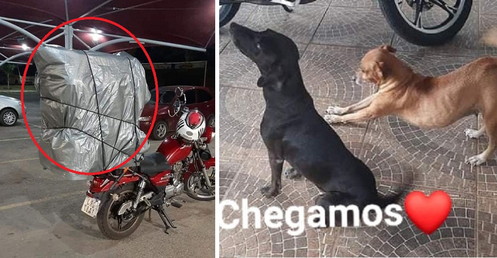 Se arriesga a un complicado viaje de 2 días junto a sus perritas en su moto para no abandonarlas