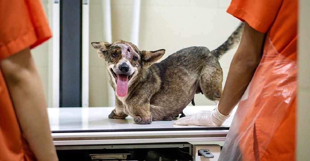 Una perrita de 2 patas supera su doloroso pasado con la esperanza de encontrar un hogar