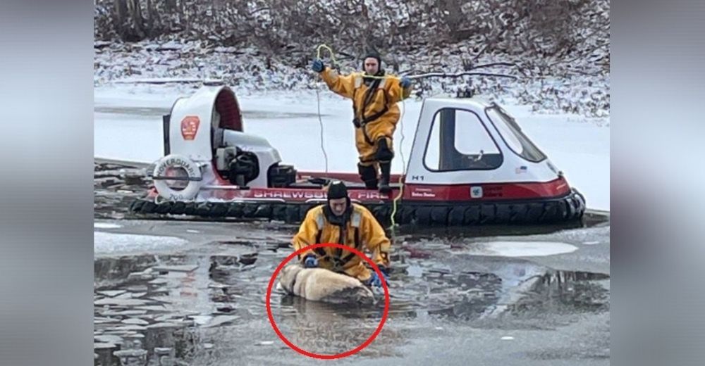 Casi ahogado, con hipotermia e inmóvil, un aterrado perrito ya se había dado por vencido