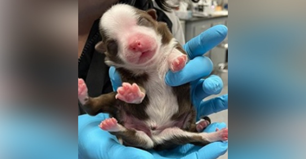 Parecía uno más de sus cachorros pero cuando contó sus patitas su madre lo rechazó