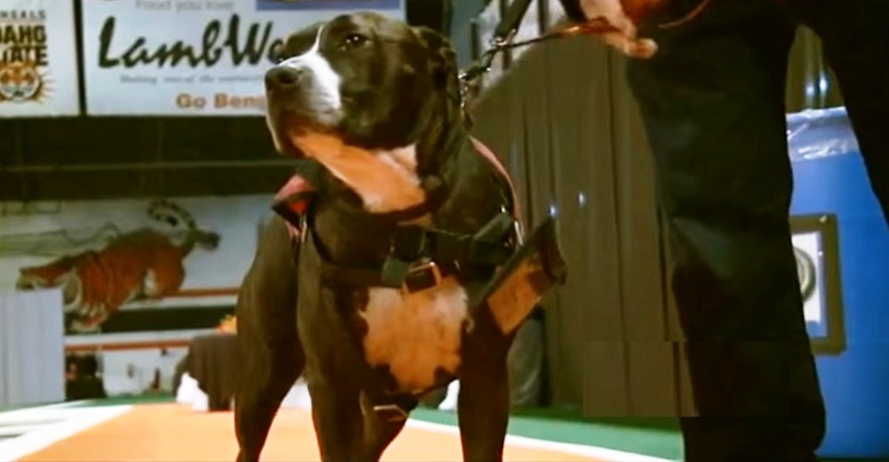 Pitbull de servicio hace llorar a todos al recoger el título universitario de su dueño fallecido