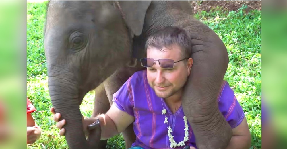 Una elefante bebé persigue a todos los turistas en el refugio para darles un fuerte abrazo