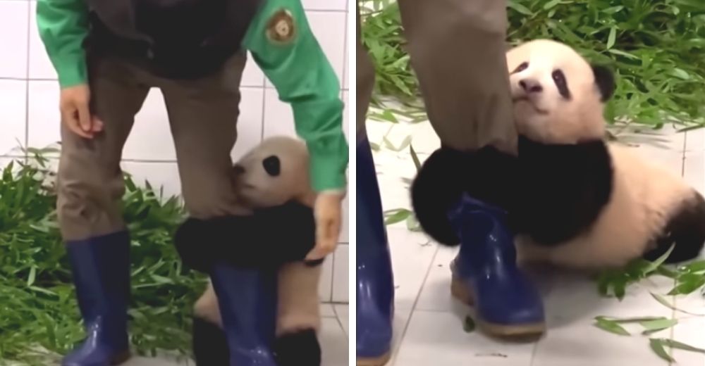 Graban a un bebé panda aferrándose a la pierna de su cuidador para que no lo deje solito