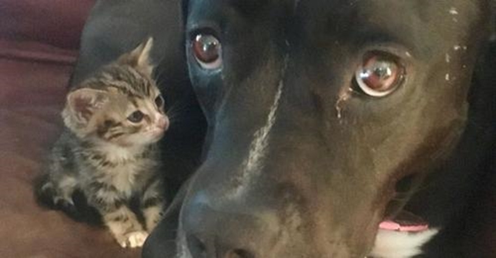 Gatita encontrada en la acera no se mueve a ningún lado sin su nueva mamá, una amorosa pitbull