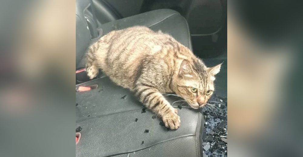 Un gato cae desde el décimo piso y traspasa el techo de un auto sin sufrir ninguna lesión