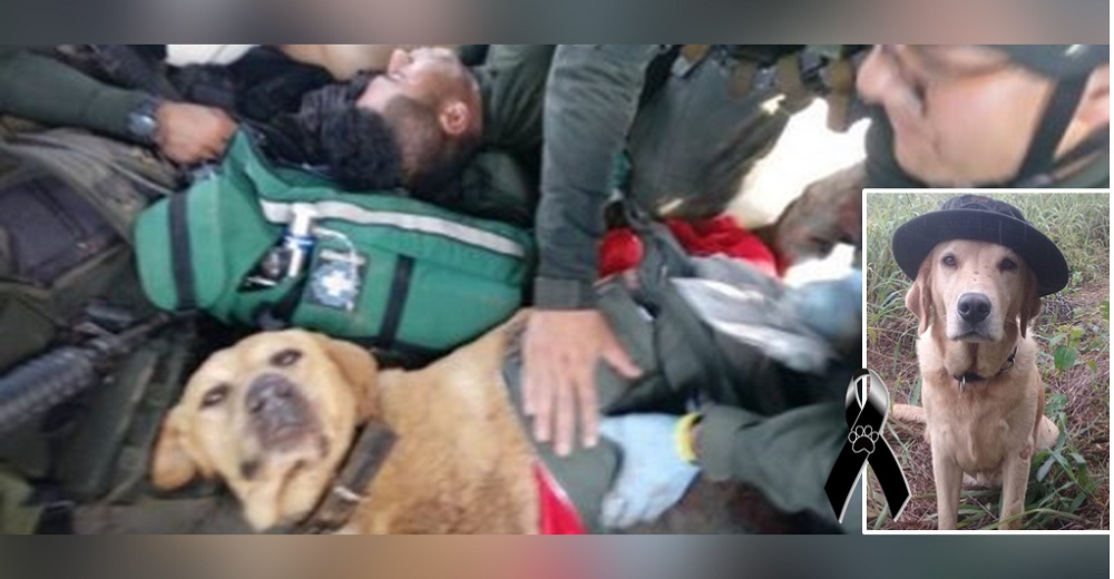 Perrito antinarcótico muere como héroe tras alertar a sus compañeros de una mina, puso su cuerpo