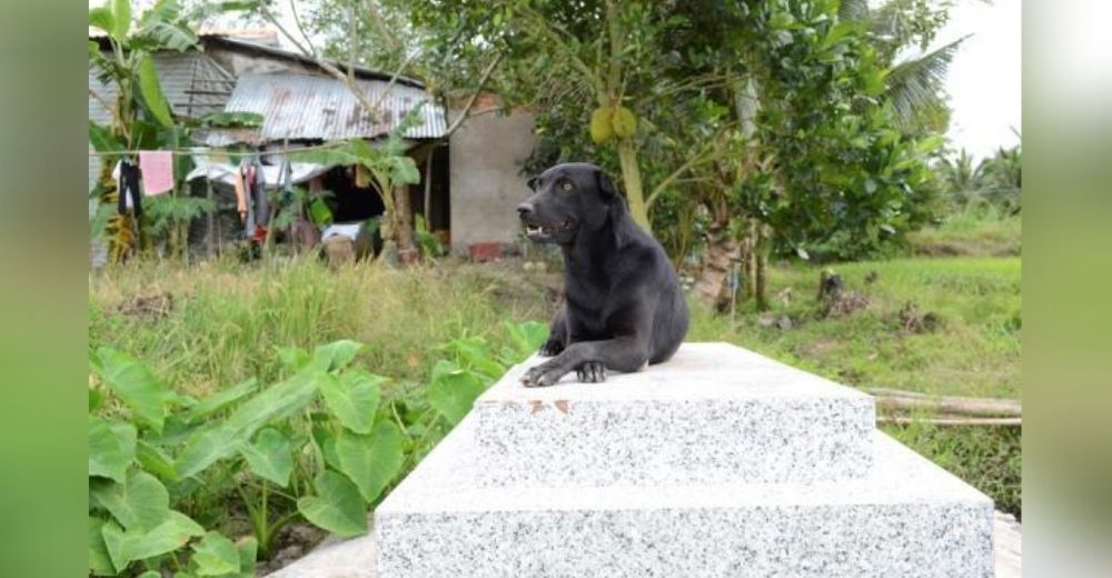 La perrita de un niño de 2 años fallecido se niega a separarse del lugar donde reposan sus restos