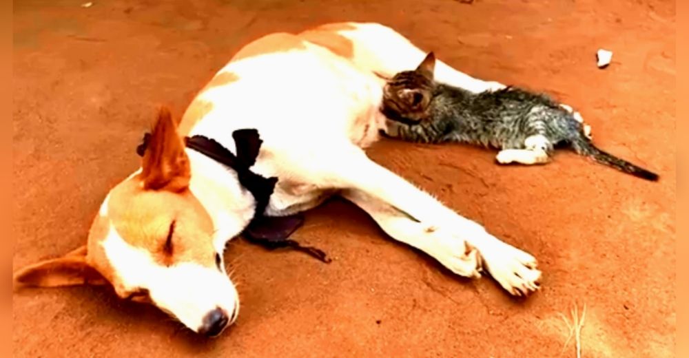 Cachorros de una perrita quedan desconcertados con el nuevo gatito que su madre está amamantando