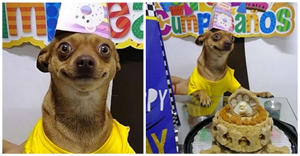 Un feliz perrito se hace viral al mostrar su sonrisa porque se acordaron de su cumpleaños