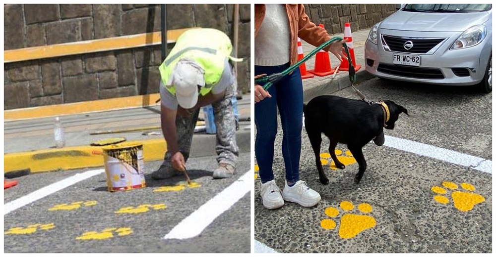 Captan a obreros pintando un extraño paso peatonal y los perritos pueden respirar en paz