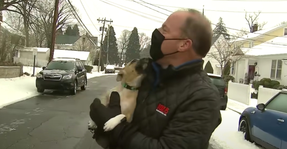 Un adorable perrito salta a los brazos de un reportero durante una transmisión en vivo