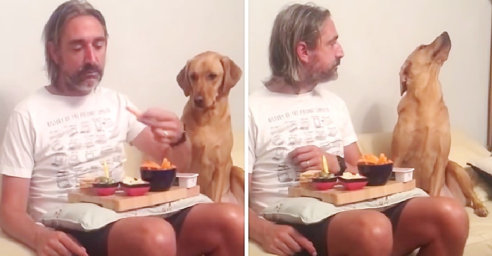 Graban al dramático perrito obligado a fingir cuando su dueño lo mira y se hace viral