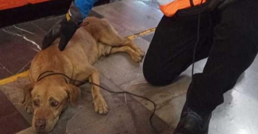 Detienen una línea del metro para rescatar un perrito perdido justo antes de que fuera arrollado