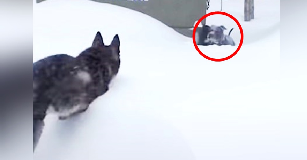 Pitbull enterrada en la nieve suplica ayuda y la acción inmediata de otro perrito se hace viral