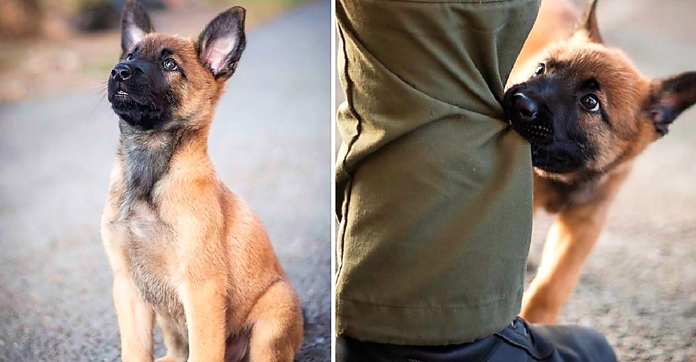 Cachorro que se convertirá en un valiente policía tiene a todos rendidos ante sus patitas