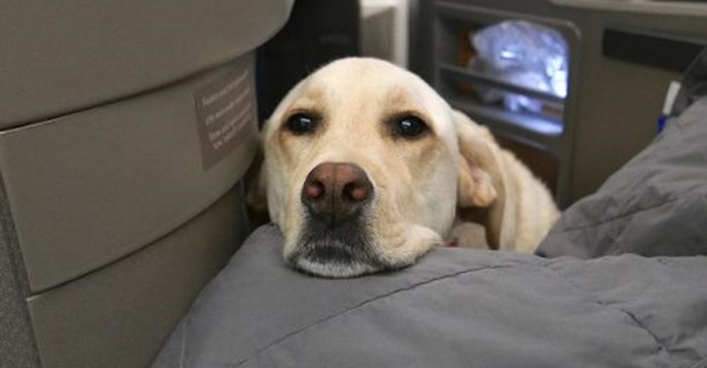 Aerolíneas anuncian que ya no permitirán a los perros de apoyo emocional en los vuelos