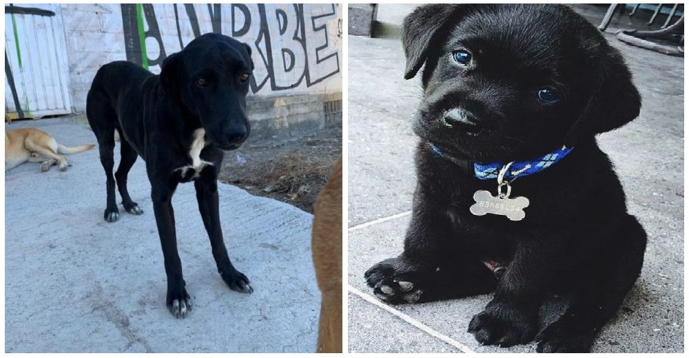 Un refugio emprende una campaña para adoptar a los perros que nadie quiere por ser negros