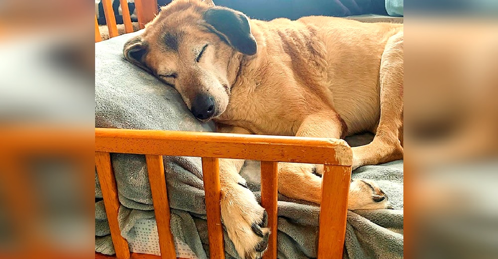 Acuestan a cada perrito del santuario y les dan las buenas noches – «Los arropamos y los amamos»